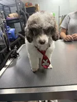 Spot , a male Poodle - Miniature  for sale in Rusk, TX – 3 of 3