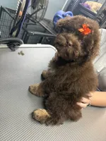 Dolly , a female French Bulldog and Poodle - Miniature  for sale in Rusk, TX – 3 of 5