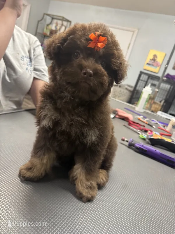 Dolly  – French Bulldog, Poodle - Miniature  puppy for sale in Rusk, TX