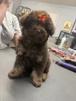 Dolly , a female French Bulldog and Poodle - Miniature  for sale in Rusk, TX – 1 of 5