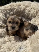 Jazzabelle , a female French Bulldog and Poodle - Miniature  for sale in Rusk, TX – 6 of 6