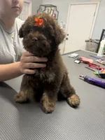 Dolly , a female French Bulldog and Poodle - Miniature  for sale in Rusk, TX – 4 of 5