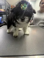 Jolene , a female French Bulldog and Poodle - Miniature  for sale in Rusk, TX – 4 of 4