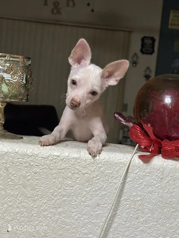 Piglett – Chihuahua puppy for sale in Tucson, AZ