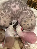 Zeus , a male Chihuahua for sale in Tucson, AZ – Photo 6 of 8