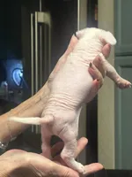 Zeus , a male Chihuahua for sale in Tucson, AZ – Photo 3 of 8