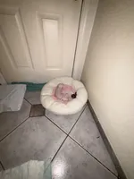 Zeus , a male Chihuahua for sale in Tucson, AZ – Photo 2 of 8