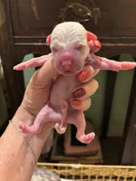 Zeus , a male Chihuahua for sale in Tucson, AZ – Photo 5 of 8