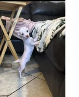 Piglett, a male Chihuahua for sale in Tucson, AZ – 2 of 10