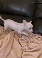 Piglett, a male Chihuahua for sale in Tucson, AZ – 5 of 10