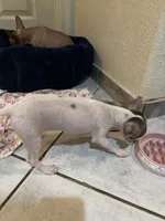 Princess, a female Xoloitzcuintli for sale in Tucson, AZ – 5 of 10