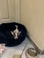 Princess, a female Xoloitzcuintli for sale in Tucson, AZ – 1 of 10