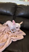 Piglett, a male Chihuahua for sale in Tucson, AZ – 4 of 10
