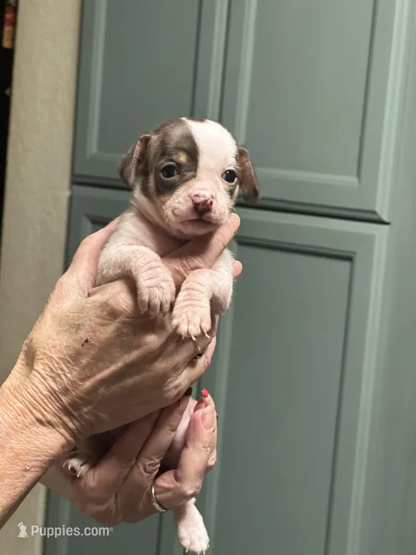 Princess, a female Chihuahua for sale in Tucson, AZ – Photo 1 of 4