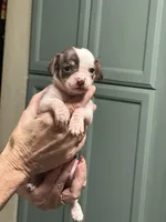 Princess, a female Chihuahua for sale in Tucson, AZ – Photo 1 of 4