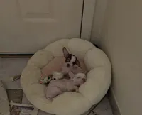 Piglett, a male Chihuahua for sale in Tucson, AZ – Photo 6 of 6