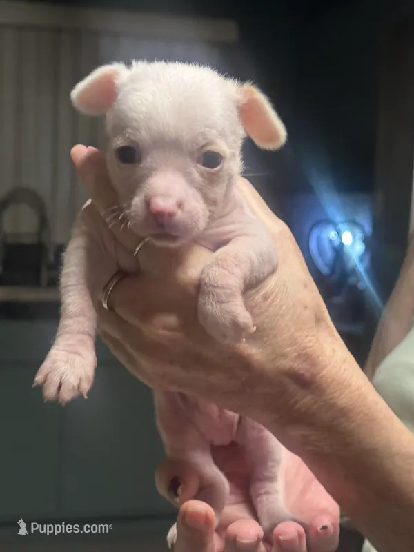 Piglett, a male Chihuahua for sale in Tucson, AZ – Photo 1 of 6