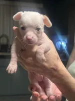 Piglett, a male Chihuahua for sale in Tucson, AZ – Photo 1 of 6