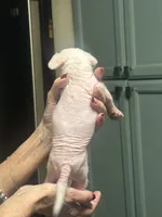 Piglett, a male Chihuahua for sale in Tucson, AZ – Photo 5 of 6