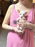 Piglett, a male Chihuahua for sale in Tucson, AZ – Photo 3 of 6
