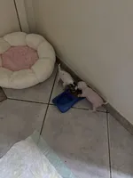 Piglett, a male Chihuahua for sale in Tucson, AZ – Photo 4 of 6