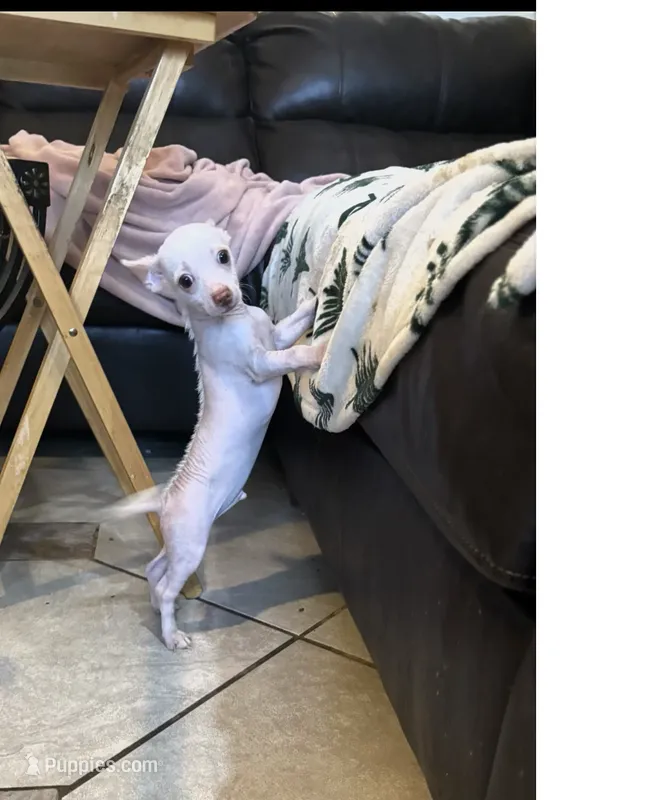 Zeus – Xoloitzcuintli puppy for sale in Tucson, AZ