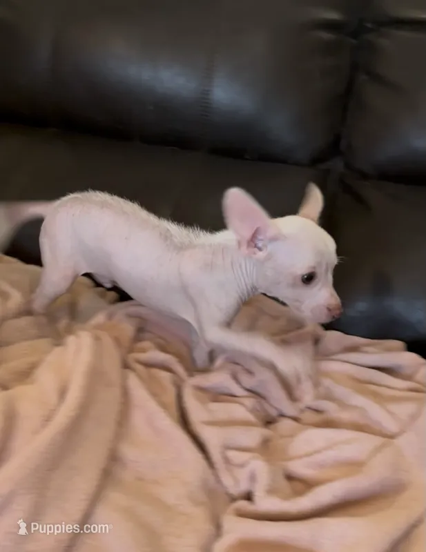 Piglett – Chihuahua puppy for sale in Tucson, AZ