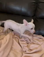 Piglett, a male Chihuahua for sale in Tucson, AZ – 1 of 10