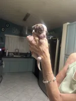 Venus , a female Chihuahua for sale in Tucson, AZ – Photo 3 of 8