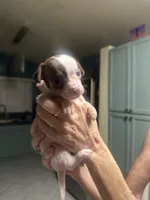 Venus , a female Chihuahua for sale in Tucson, AZ – Photo 2 of 8