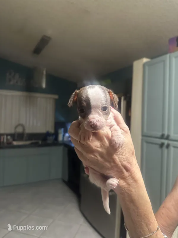 Venus  – Chihuahua puppy for sale in Tucson, AZ