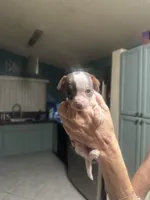 Venus , a female Chihuahua for sale in Tucson, AZ – Photo 1 of 8