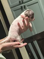 Venus , a female Chihuahua for sale in Tucson, AZ – Photo 4 of 8