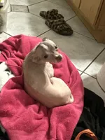 Venus , a female Chihuahua for sale in Tucson, AZ – Photo 8 of 8