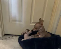 Princess, a female Xoloitzcuintli for sale in Tucson, AZ – 2 of 10