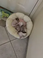 Zeus, a male Xoloitzcuintli for sale in Tucson, AZ – Photo 3 of 3