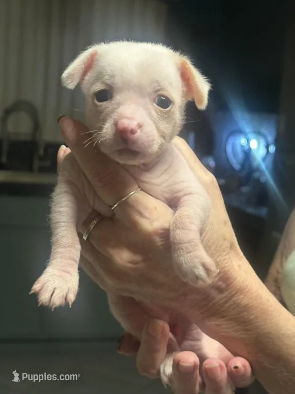 Zeus – Xoloitzcuintli puppy for sale in Tucson, AZ