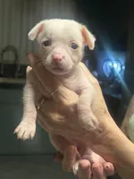 Zeus, a male Xoloitzcuintli for sale in Tucson, AZ – Photo 1 of 3
