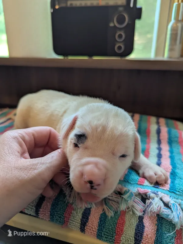 Ace – American Bulldog puppy for sale in Decatur, TN