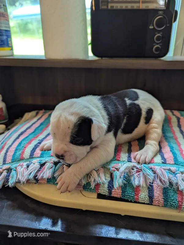 Mia – American Bulldog puppy for sale in Decatur, TN