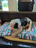 Mia, a female American Bulldog for sale in Decatur, TN – 1 of 5