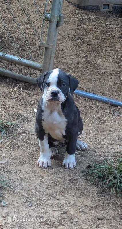 Dolly – American Bulldog puppy for sale in Decatur, TN