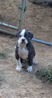 Dolly, a female American Bulldog for sale in Decatur, TN – 1 of 10