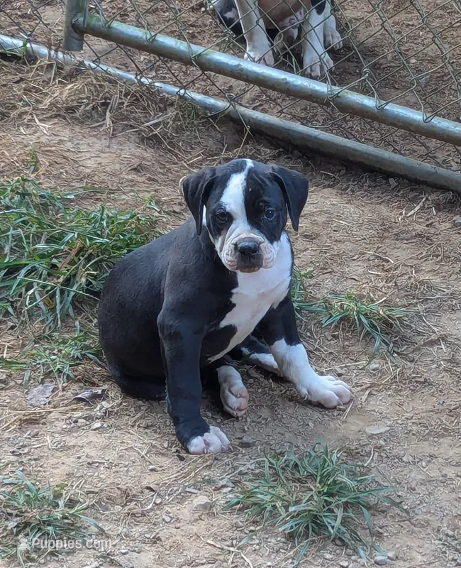 Jade – American Bulldog puppy for sale in Decatur, TN