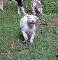 Kodiak , a male American Bulldog for sale in Decatur, TN – 2 of 10