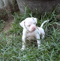 Liberty , a female American Bulldog for sale in Decatur, TN – 2 of 5