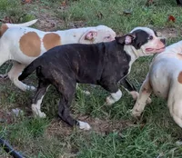 Dolly, a female American Bulldog for sale in Decatur, TN – 9 of 10