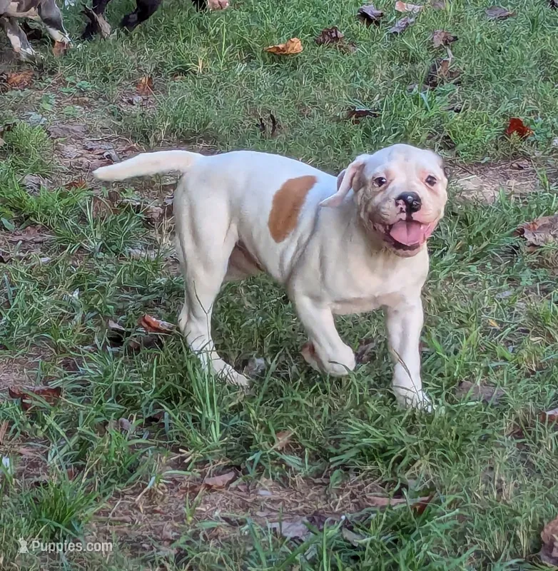 Oscar  – American Bulldog puppy for sale in Decatur, TN