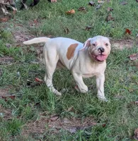 Oscar , a male American Bulldog for sale in Decatur, TN – 2 of 8