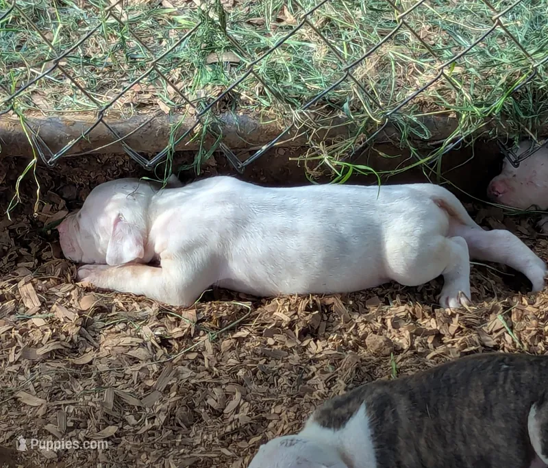 Kodiak  – American Bulldog puppy for sale in Decatur, TN